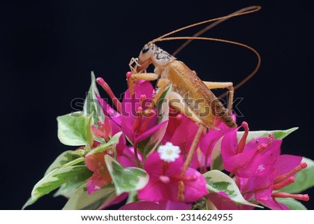 A katydids or bush cricket is looking for prey in a wildflower.