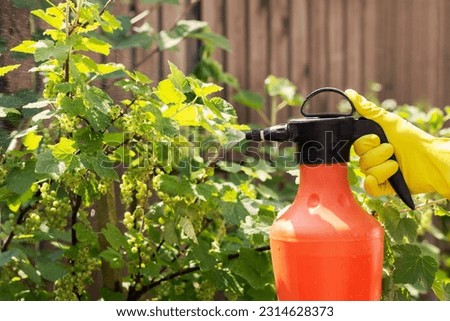 Spraying Berry Garden. Spraying Currant Bush from Aphids, Pests and Disease with Sprayer. Plant Disease and Fungus. Royalty-Free Stock Photo #2314628373