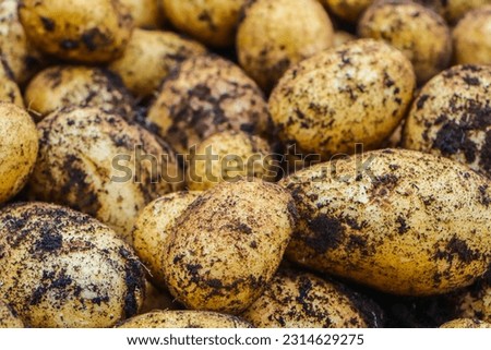 Potato (Solanum tuberosum) belongs to the order Solanales, family Solanaceae. Potato is a short-lived annual vegetable crop. Potato is a food plant that has stem tubers for human consumption.