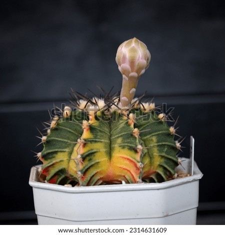 Cactus with flowers called "Gymnocalycium LB Hybrid variegata"