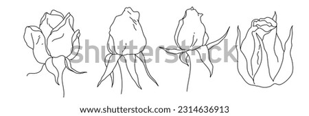 Rose blossom flower and buds in bloom black outline illustration. Hand drawn realistic detailed vector clipart collection isolated.