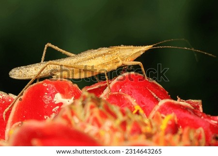 A small brown grasshopper is eating wild flower.