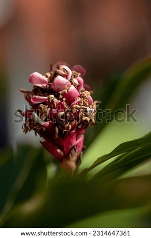 Red Pomegranate with Seed Pods on a Green Leaf Backdrop.