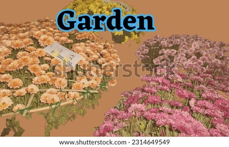 Garden wallpaper. Chrysanthemum are a member of the Compositae family and are available in a wide range of brilliant colors, shapes and sizes.