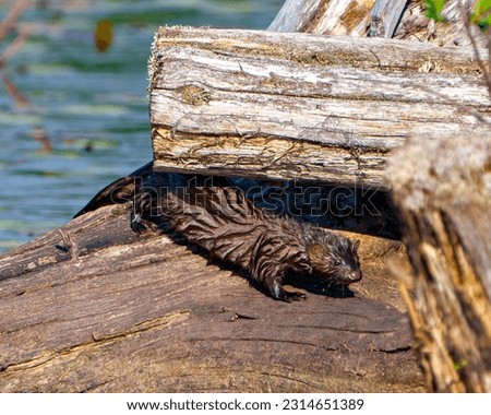 Weasel hiding under a dead log with a side view displaying wet brown fur in its environment and habitat surrounding.