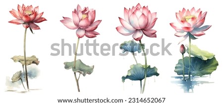 Clipping path, Watercolor painting in botanical style of Pink lotus flowers clip art on white background.