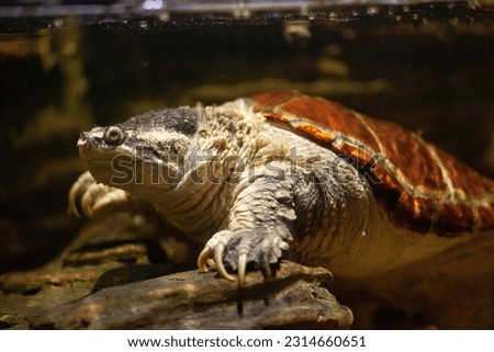 Common snapping turtle in the water