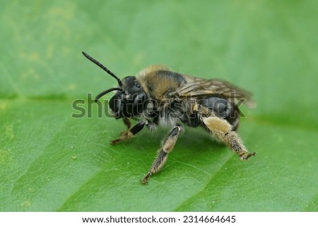 Natural closeup n a female longhorn solitary bee, Eucera, sitting on a green leaf Royalty-Free Stock Photo #2314664645