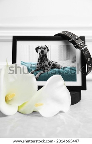 Frame with picture of dog, collar and calla lily flowers on light grey table. Pet funeral