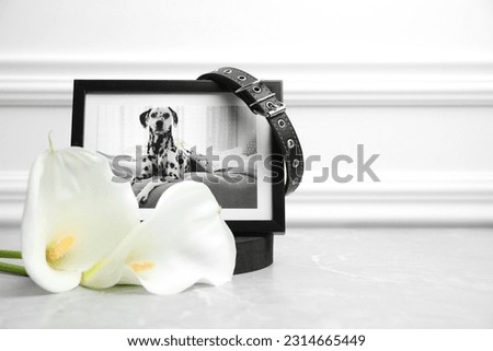 Frame with picture of dog, collar and calla lily flowers on light grey table, space for text. Pet funeral