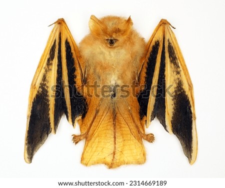 Dried orange tropical bat Kerivoula picta isolated on white close up macro, fire bat, unusual animal