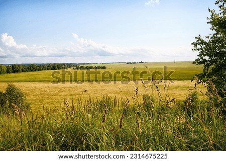 View from height through green trees to a distant yellow field or meadow, low hills, horizon and blue sky in summer or autumn
