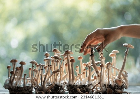 person hand harvesting psychedelic psilocybin mushrooms homemade or laboratory Royalty-Free Stock Photo #2314681361
