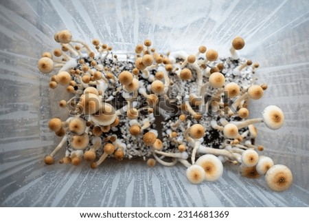 medical psychedelic psilocybin fungus mushrooms for therapy in growbox, top view Royalty-Free Stock Photo #2314681369
