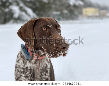 Happy German Shorthaired Pointer dog. Royalty-Free Stock Photo #2314692241