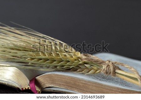 Stalk of barley on open holy bible book with golden pages with dark background. A closeup. Spring harvest season, Christian spiritual firstfruits, offering to God Jesus Christ, biblical concept. Royalty-Free Stock Photo #2314693689