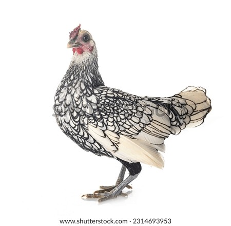 Sebright chicken in front of white background