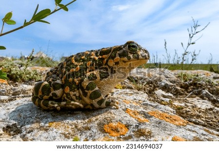 The European green toad (Bufotes viridis), Crimea Royalty-Free Stock Photo #2314694037