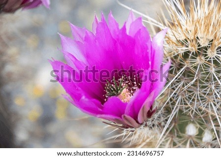 The purple blooms of the hedgehog cactus (Echinocereus triglochidiatus), or Claretcup cactus of Arizona in full sunlight. Royalty-Free Stock Photo #2314696757