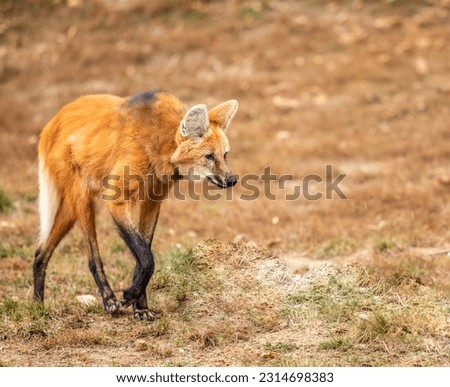 selective image of Maned wolf walking alone 