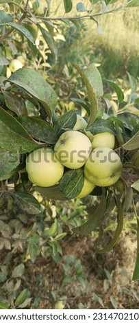 Some beautiful pictures of growing green apple trees and black figs 