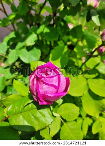 Beatiful and fragrant rose pictures