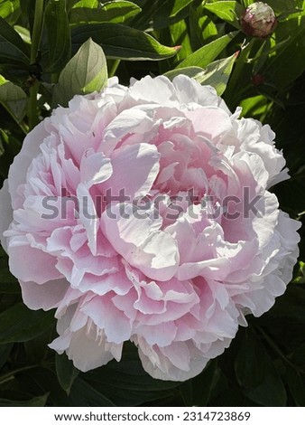 Large pink peonies flower in the garden