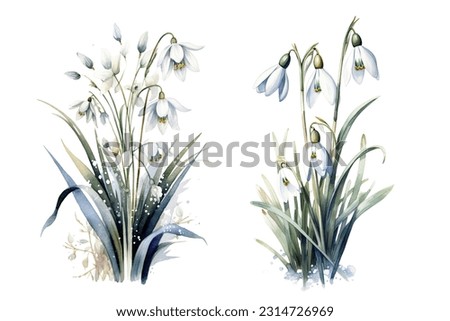 Snowdrops Snow Drops Watercolor Illustration Beautiful Isolated Flowers Floral Decoration Clip Art Isolated Background for Wedding Baby Shower Invitations Greeting Card