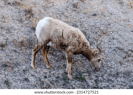 Mountain goat (Oreamnos americanus) in Badlands National Park
 Royalty-Free Stock Photo #2314727521