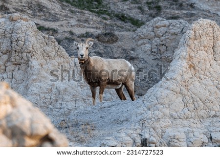 Mountain goat (Oreamnos americanus) in Badlands National Park
 Royalty-Free Stock Photo #2314727523