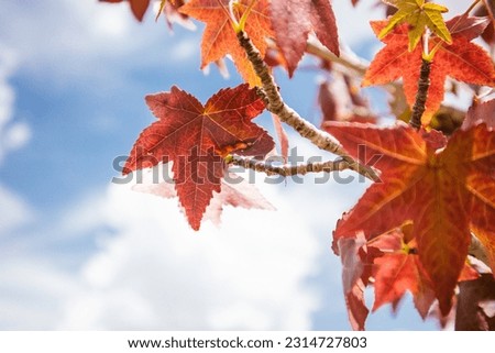 Red maple leaves on a tree branch in an autumn park against blue sky. A change of seasons, October, November nature beauty. Leafy fall season. Trees in autumnal forest, park, woods Canada Day holiday 