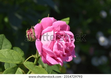 rose picture in garden blooming