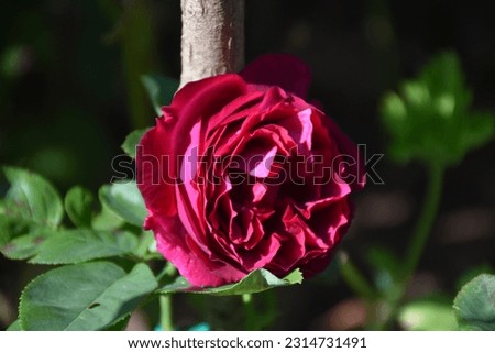 rose picture in garden blooming