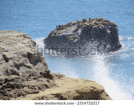Santa Cruz California Coastline, Ocean Spray View with Sea Lions on Rock