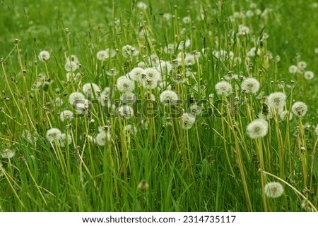 Dandelion balls on the meadow.Spring season. High quality photo