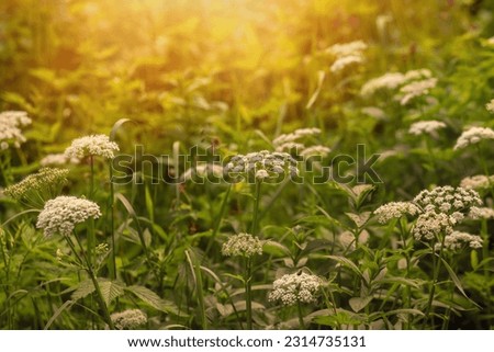 Forest flowers during spring season. High quality photo