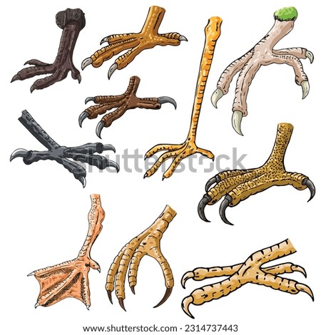
 Science of Feet and claws of different birds clipart page for kids.Vector illustration of Feet and claws of different birds isolated on white background.
