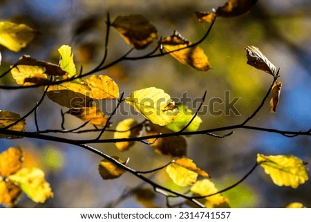 Beautiful yellow autumn leaves in the forest