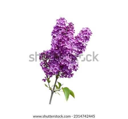a branch of blooming lilac on a white background Royalty-Free Stock Photo #2314742445
