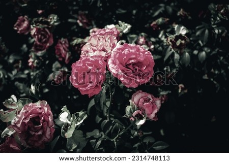 Dark and moody, close up, isolated botanical photo with pink roses 