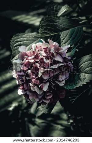 Dark and moody, close up, isolated botanical photo with pink and purple hydrangeas 