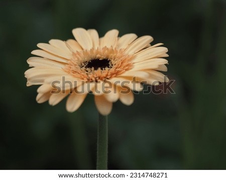 colorful flower in a selective focus 