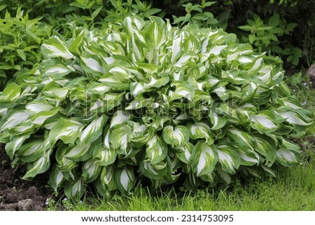 Luxurious bright leaf hosta plant (Hosta Undulata Mediovariegata) in a summer garden. Royalty-Free Stock Photo #2314753095