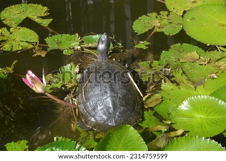 Picture of turtle in a small pond with nenuphar