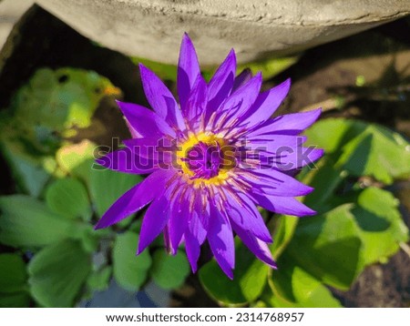 Blue lotus flower (Nymphaea caerulea) is a psychoactive plant, also known as blue Egyptian lotus, blue water lily, and sacred blue lily. 