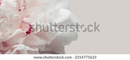 Close-up of a beautiful pink Peony flower on a light banner background