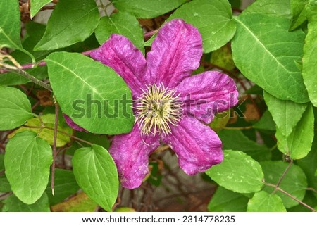Purple Clematis flower close up image                