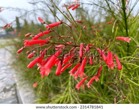 Red flowers are small and very beautiful