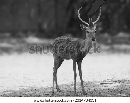 Black and white picture of lovely deer that happy living with natural.