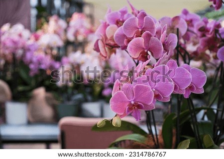 Close-up of branches of pink orchids.Home flowers.Decoration of the interior, wedding or office with natural flowers.Many pots with blooming tropical colorful flowers on the table Royalty-Free Stock Photo #2314786767